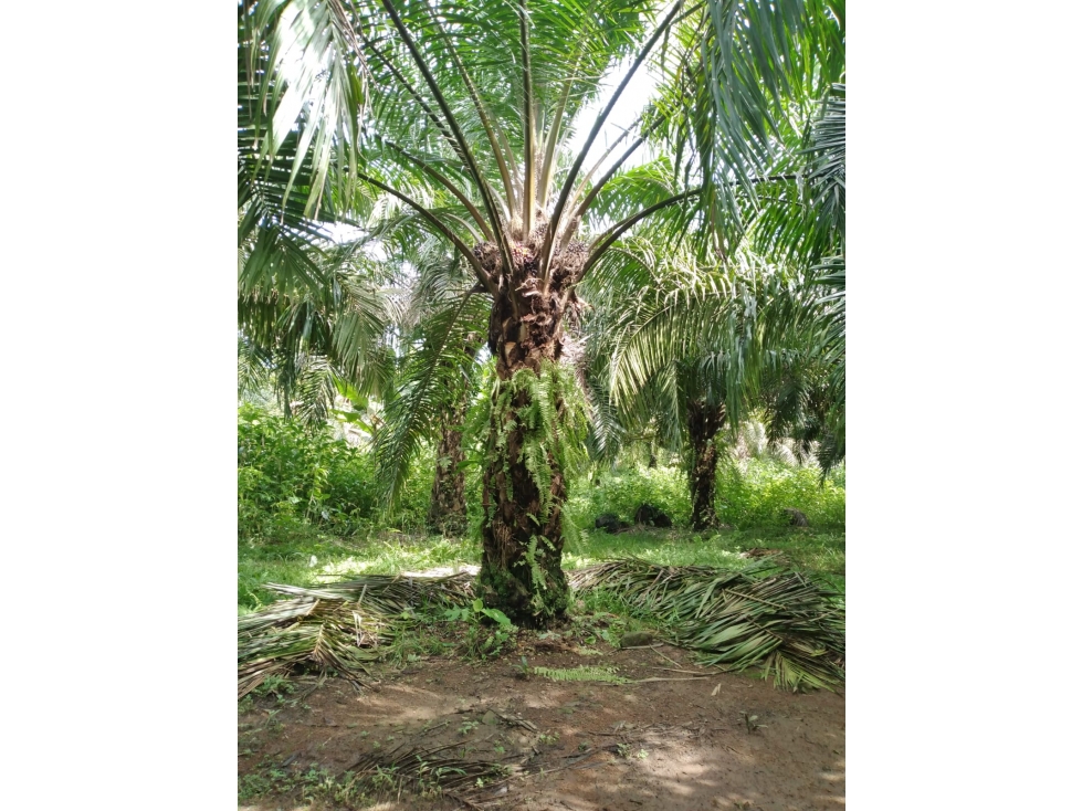 Finca agrícola de agua viva y tierra fértil Bugaba, Chiriquí - 3