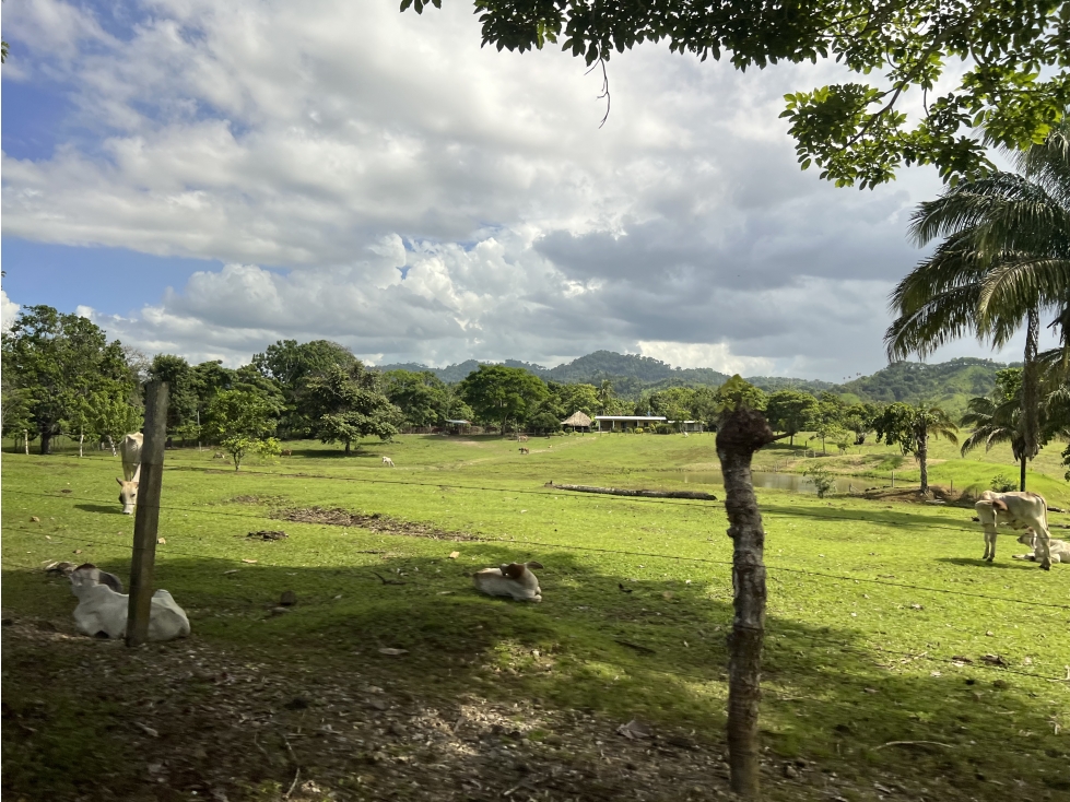 Venta de Finca Agropecuaria en Tortí Chepo - 4
