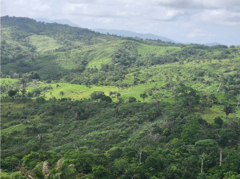 Finca Ganadera en Venta en Cañitas de Chepo - 6