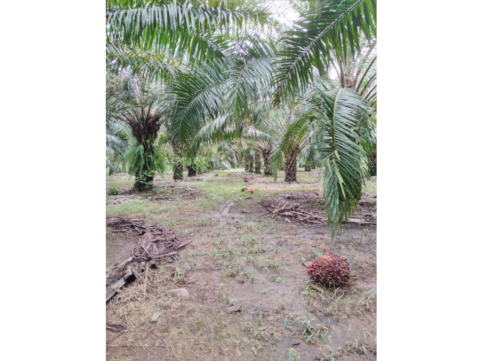 Finca agrícola de agua viva y tierra fértil Bugaba, Chiriquí - 5