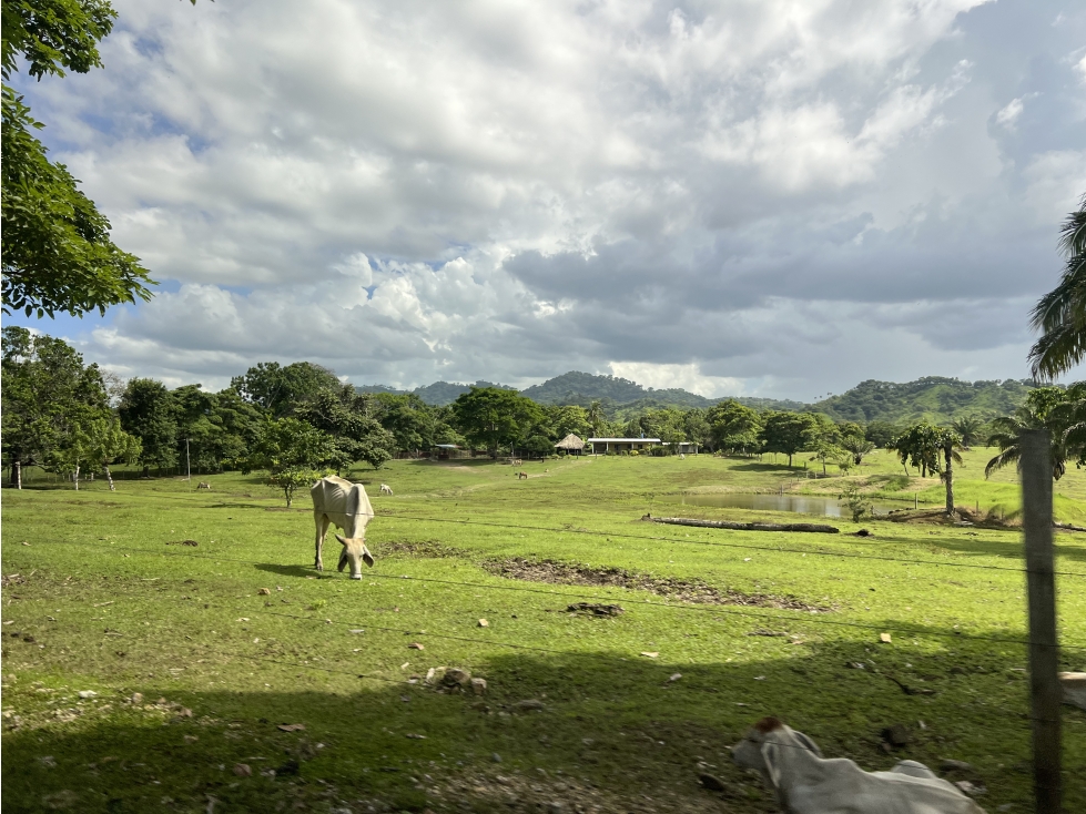 Venta de Finca Agropecuaria en Tortí Chepo - 5