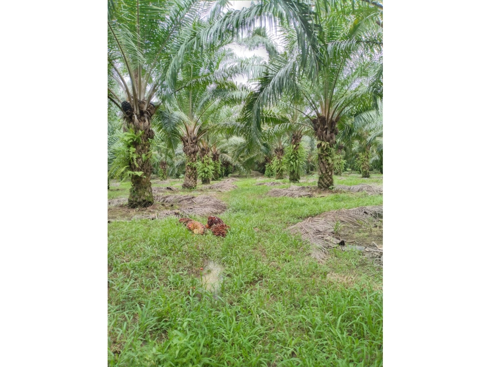 Finca agrícola de agua viva y tierra fértil Bugaba, Chiriquí - 6