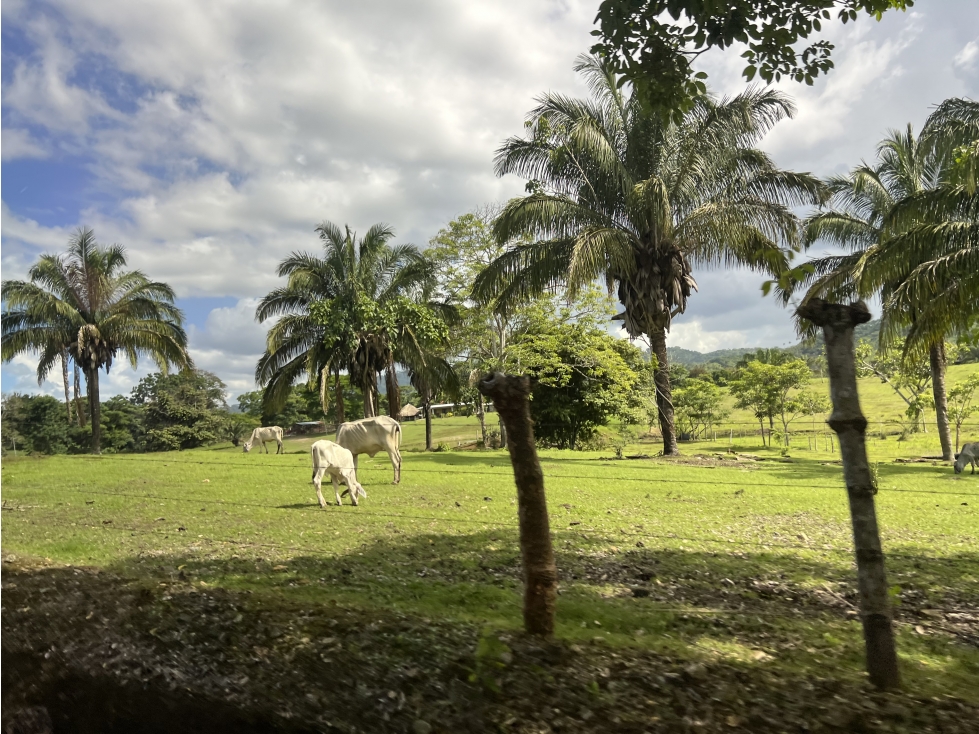 Venta de Finca Agropecuaria en Tortí Chepo - 6