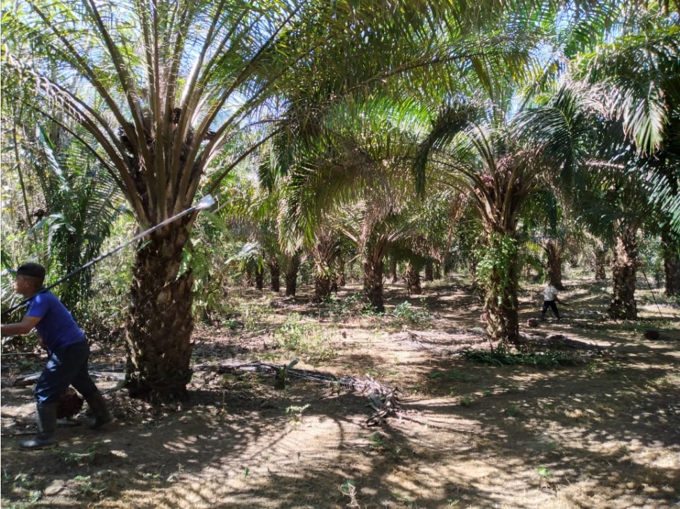 Finca agrícola de agua viva y tierra fértil Bugaba, Chiriquí - 4
