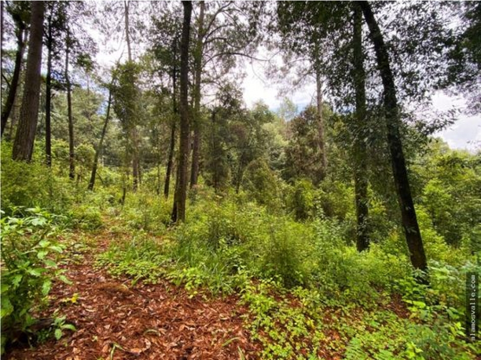 Terreno en venta con bosque, en cerro gordo.