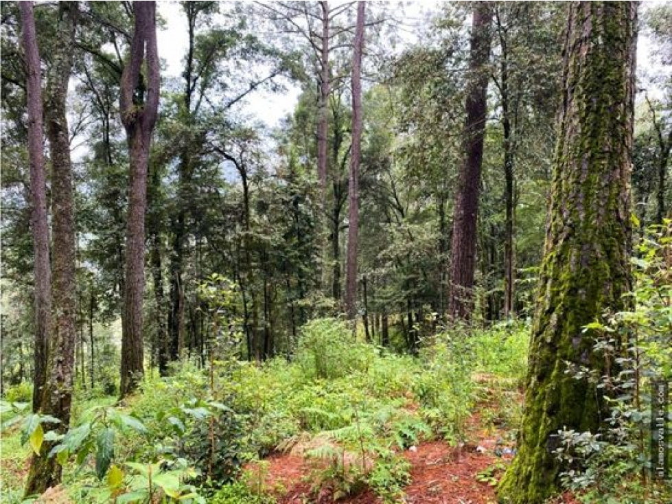 Terreno en venta con bosque, en cerro gordo. — foto 2