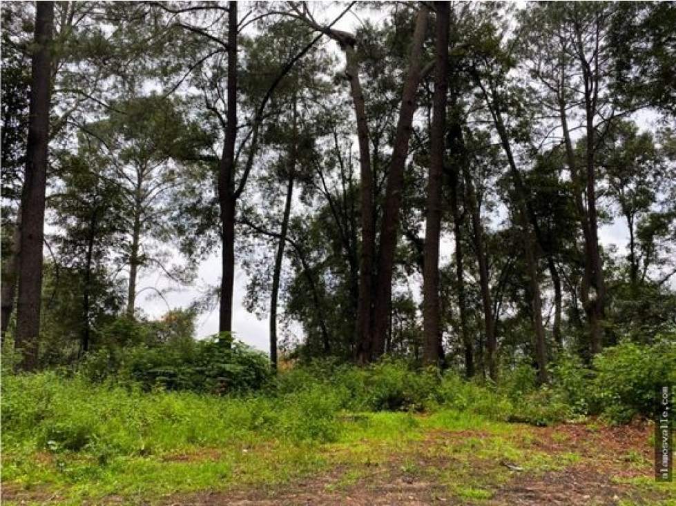 Terreno en venta con bosque, en cerro gordo. — foto 3