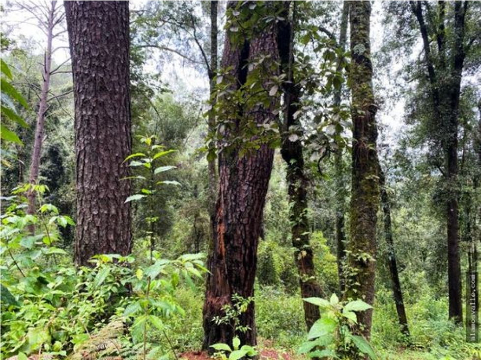 Terreno en venta con bosque, en cerro gordo. — foto 4