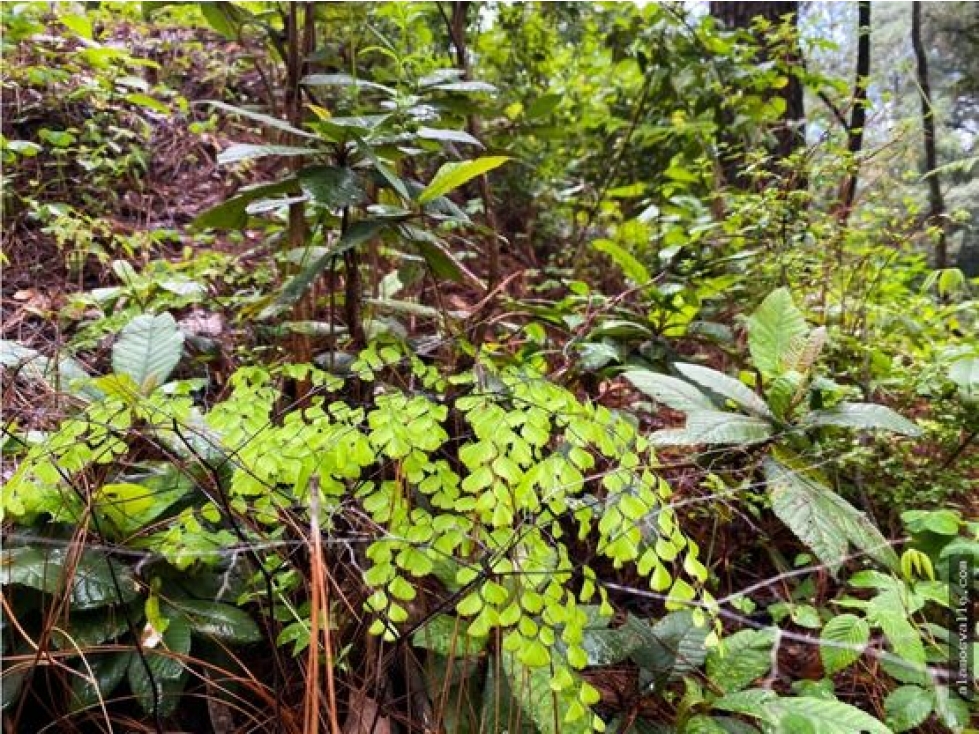 Terreno en venta con bosque, en cerro gordo. — foto 5