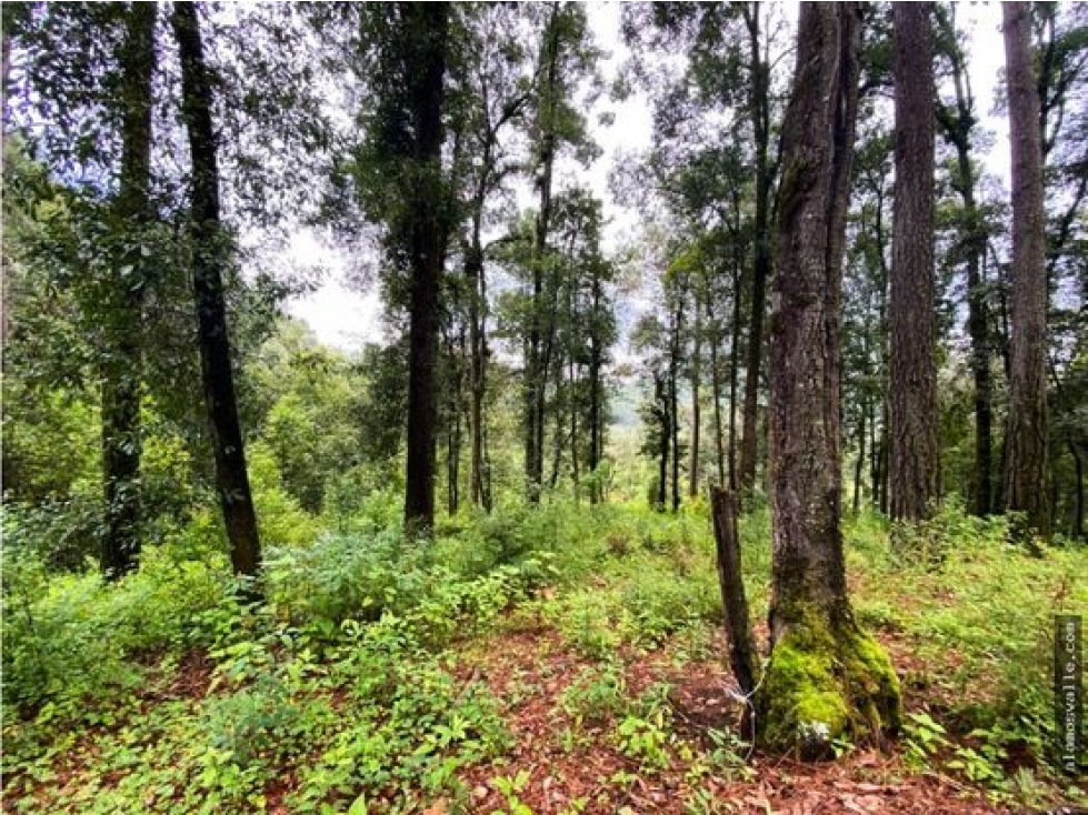 Terreno en venta con bosque, en cerro gordo. — foto 6