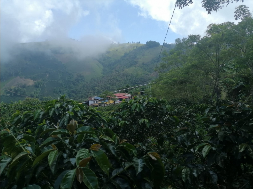 FINCA EN VENTA EN PRODUCCION - 1