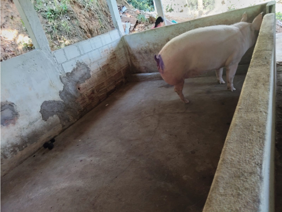 FINCA EN VENTA IBAGUE LA TEBAIDA VIA LA MINA — foto 4