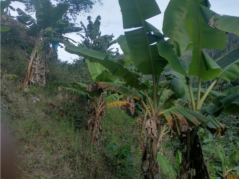 FINCA EN VENTA EN PRODUCCION - 2