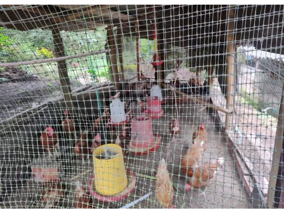 FINCA EN VENTA SAN JOSE-VITERBO CALDAS - 4