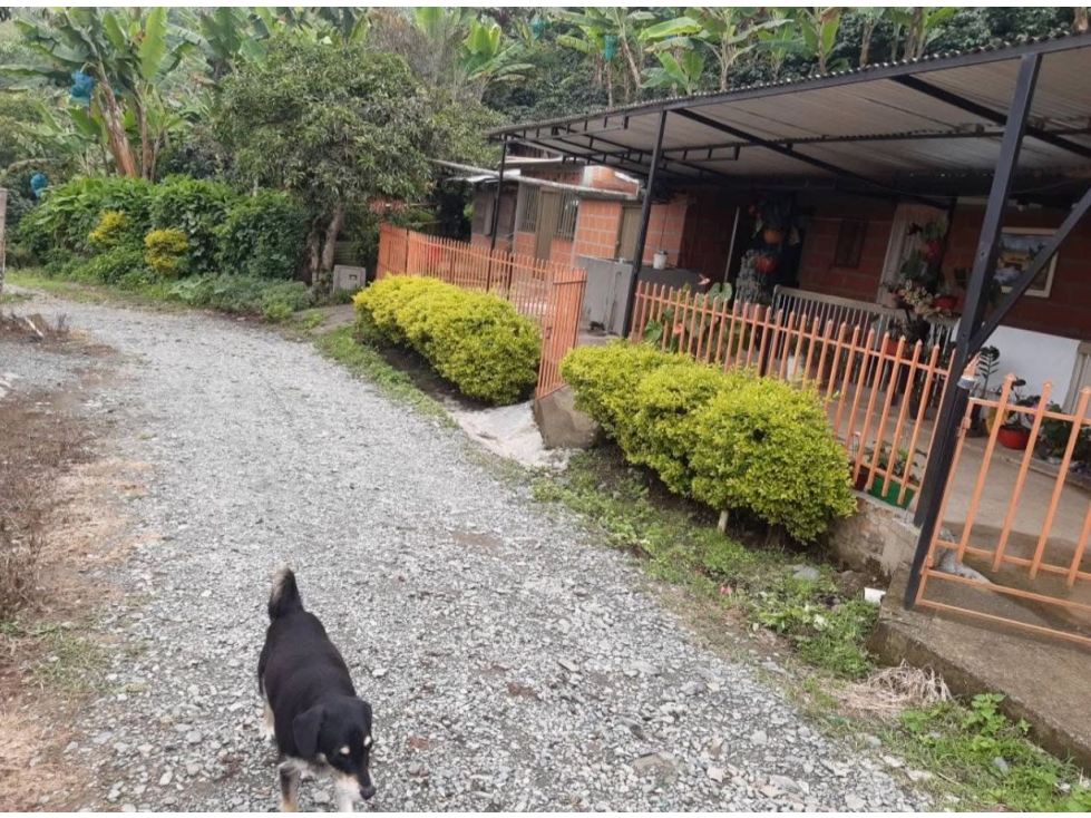 FINCA EN VENTA ANSERMA CALDAS - 2