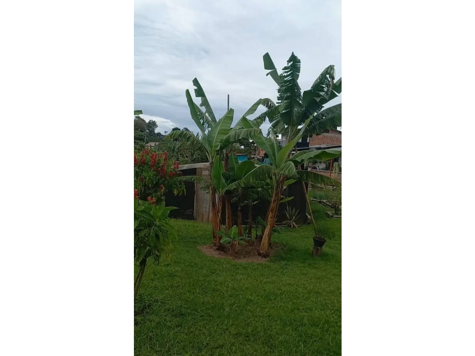 FINCA EN VENTA SANTA ROSA DE CABAL EL MANZANILLO — foto 5