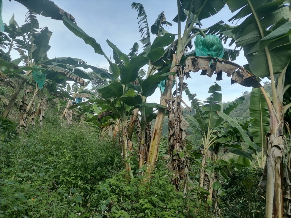 FINCA EN VENTA EN PRODUCCION - 3