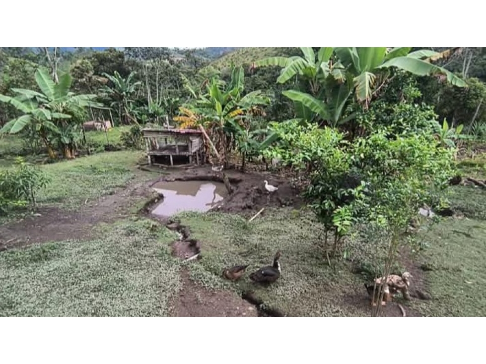 FINCA EN VENTA HUILA MIRA FLORES - 4