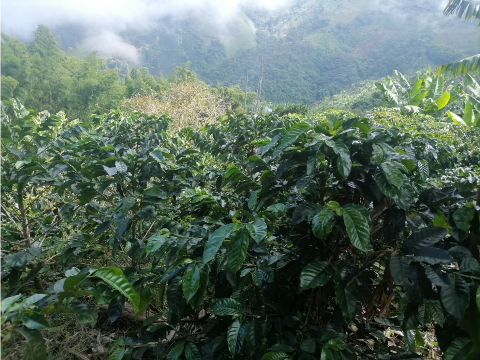 FINCA EN VENTA EN PRODUCCION - 4