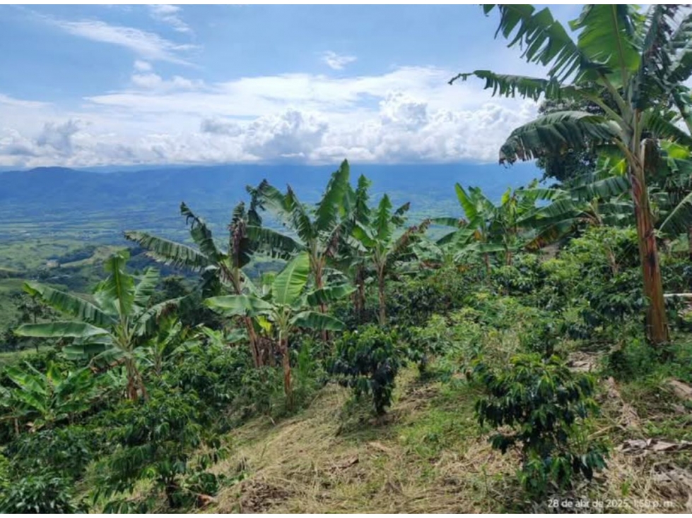 FINCA EN VENTA SAN JOSE-VITERBO CALDAS - 6