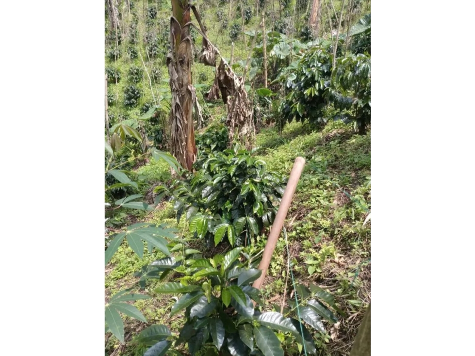 FINCA EN VENTA SANTA ROSA DE CABAL SANANDRECITO — foto 4