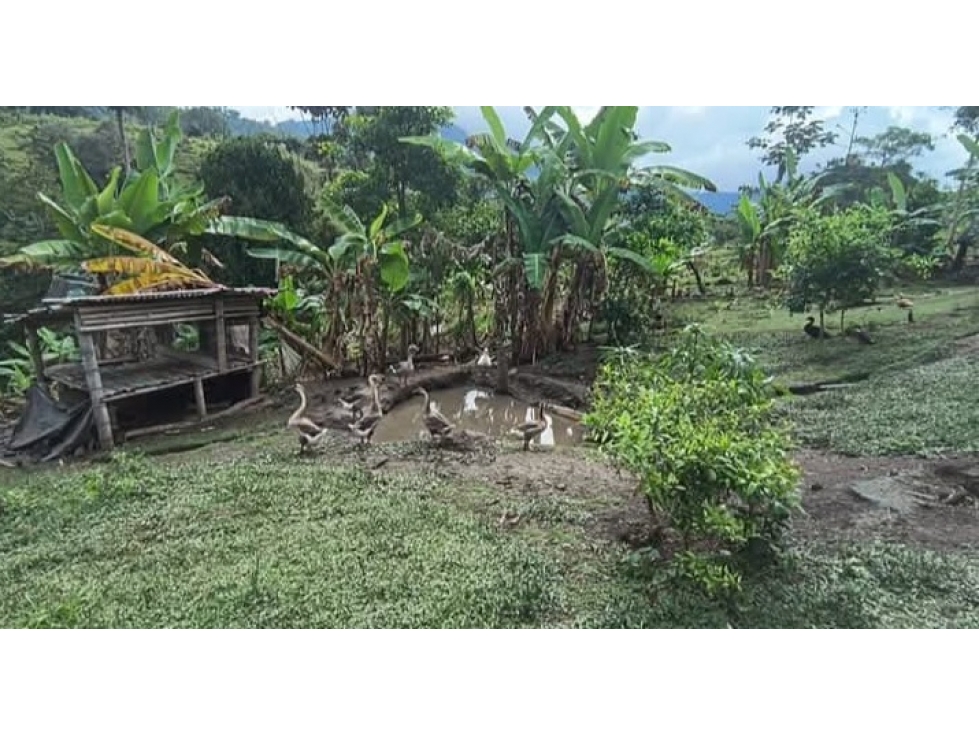 FINCA EN VENTA HUILA MIRA FLORES - 5