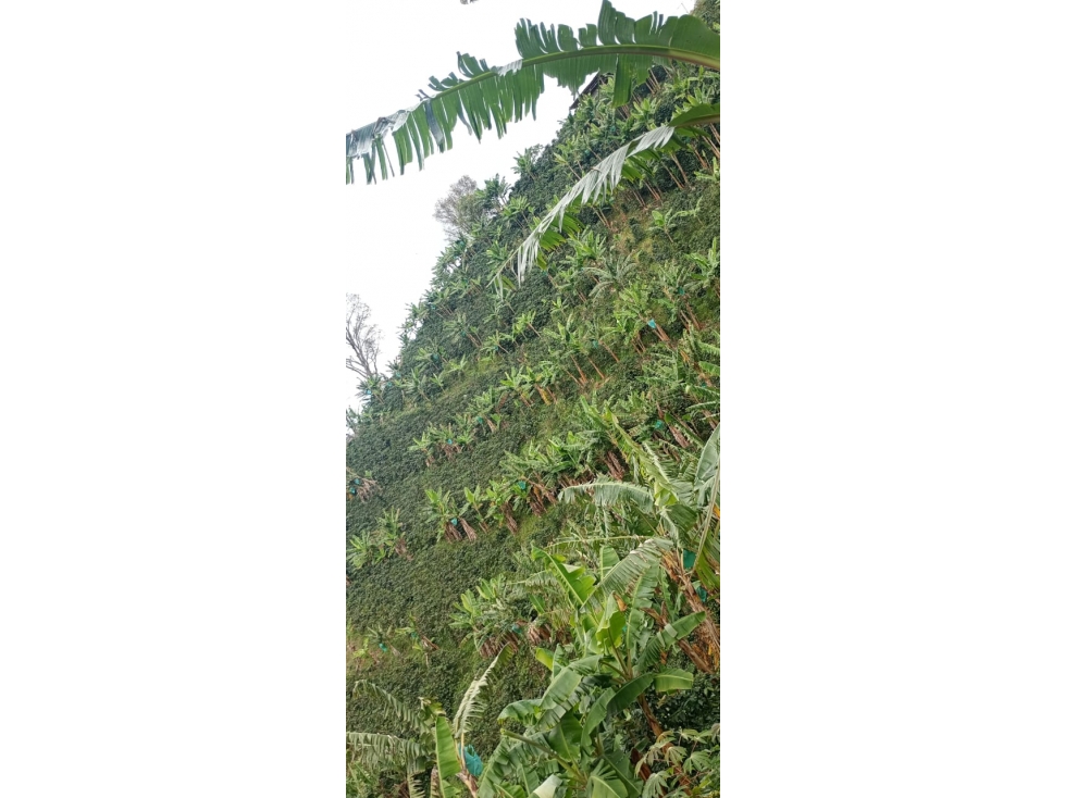 VENDO FINCA DE PRODUCCION EN APIA - 1