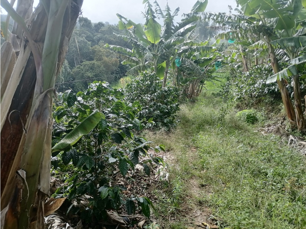 FINCA EN VENTA EN PRODUCCION - 5