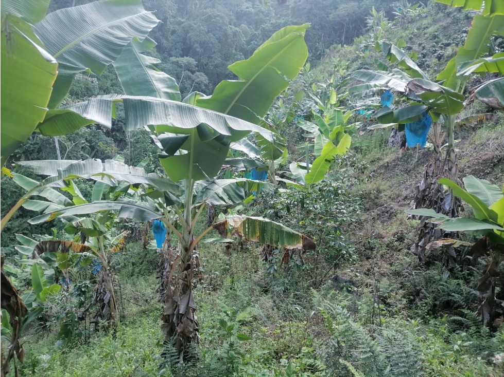 FINCA EN VENTA EN PRODUCCION - 6