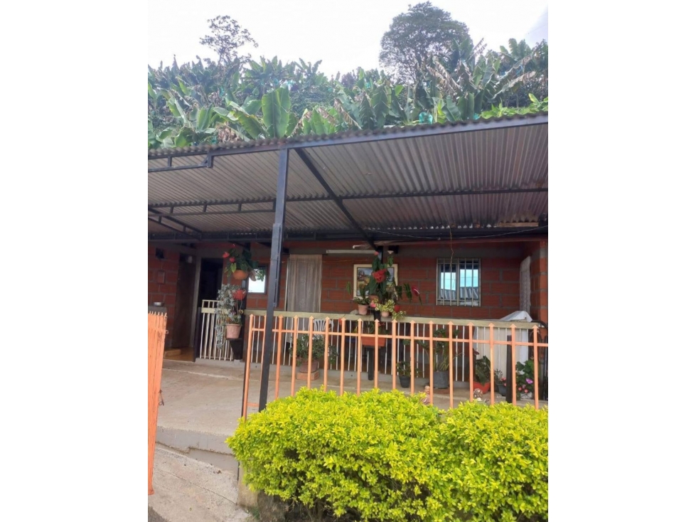FINCA EN VENTA ANSERMA CALDAS - 6