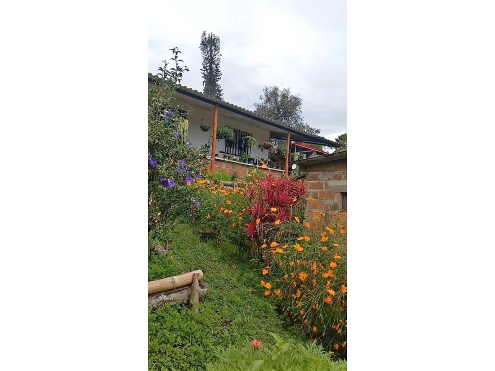 FINCA EN VENTA SANTA ROSA DE CABAL EL MANZANILLO