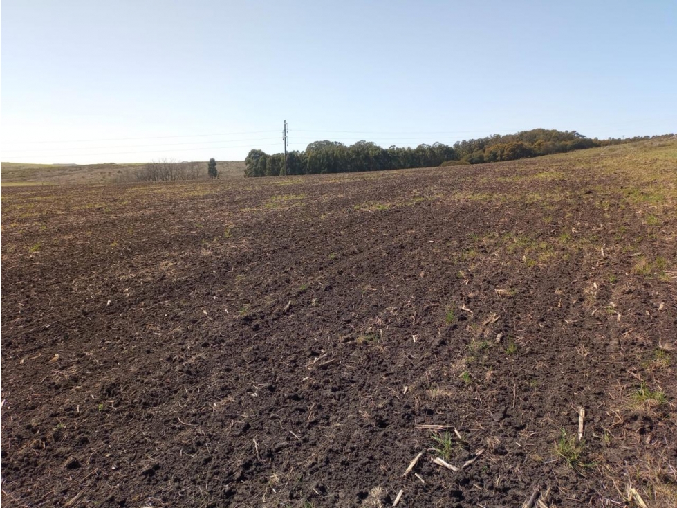Campo ZONA TANDIL - 1