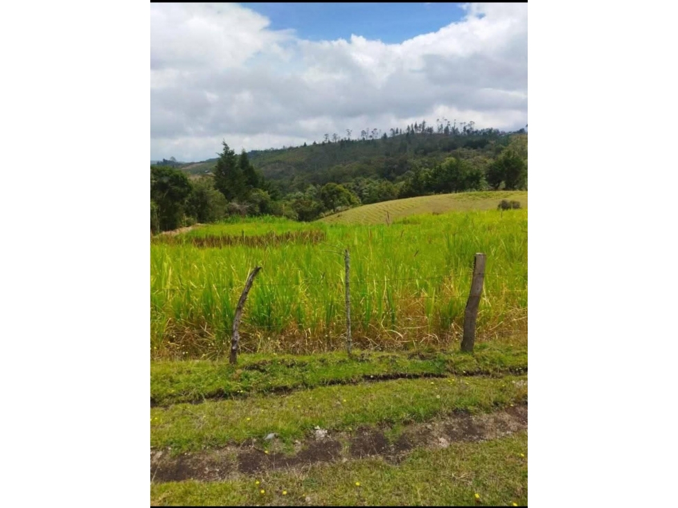 GANGA: VENTA DE FINCA DE 2.5 HECTAREAS EN PIENDAMO - 165 - 3