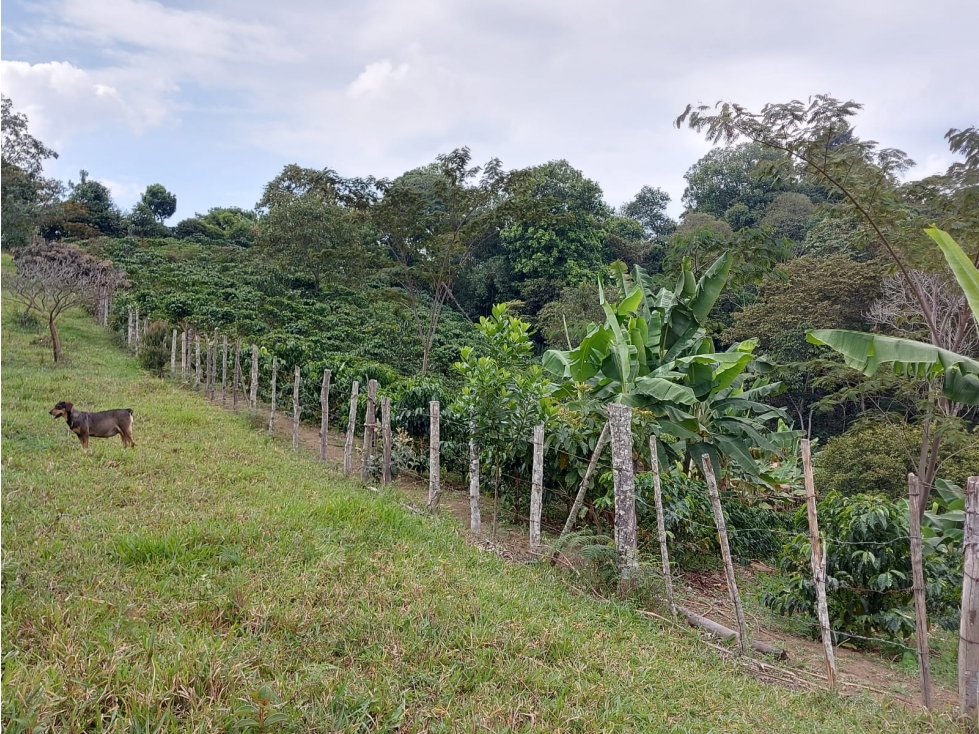 SE VENDE FINCADE 10 HECTAREAS EN MONDOMO VEREDA 3 QUEBRADAS - 172 - 3