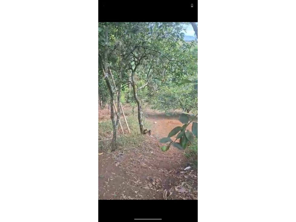 VENTA DE FINCA EN QUITA PEREZA DE 7 HECTAREAS - 180 - 4