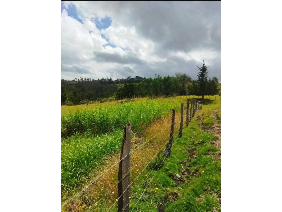 GANGA: VENTA DE FINCA DE 2.5 HECTAREAS EN PIENDAMO - 165 - 4
