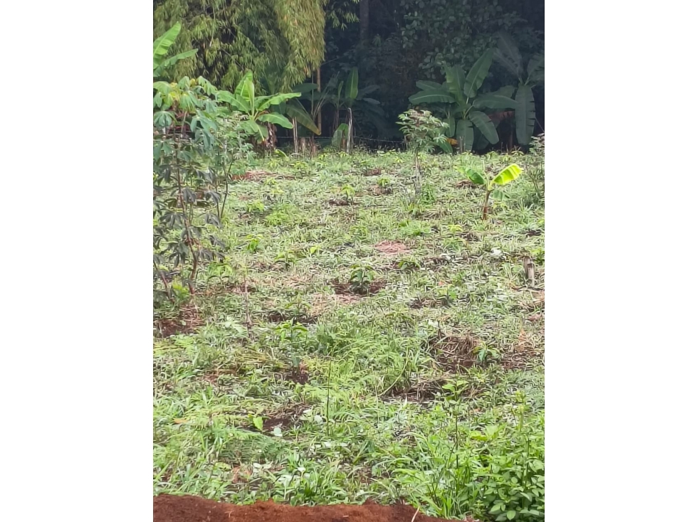 C158 SE VENDE LOTE CAMPESTRE EN VEREDA EL CARMEN, VIA VILACHI - 3