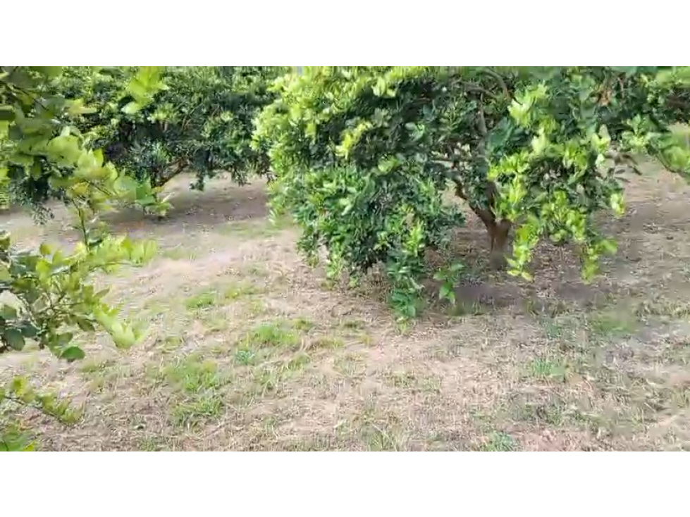 FINCA CON AREA DE 6 HECTAREAS - 65 - 4