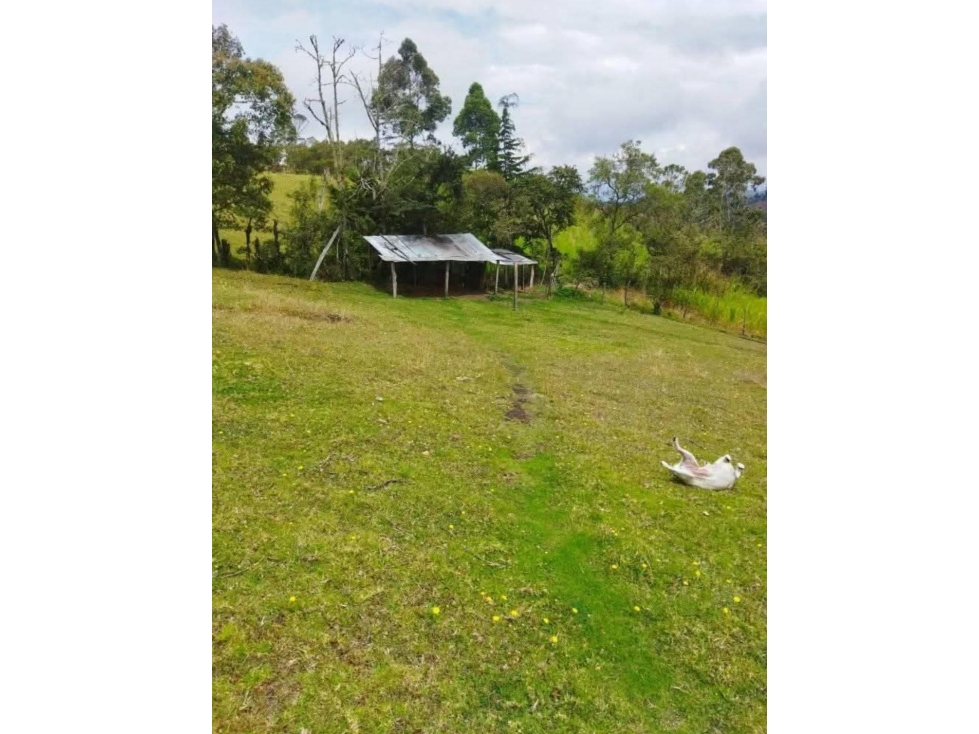 GANGA: VENTA DE FINCA DE 2.5 HECTAREAS EN PIENDAMO - 165 - 6