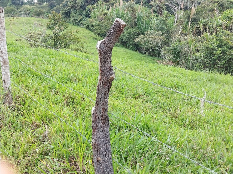 SE VENDE FINCADE 10 HECTAREAS EN MONDOMO VEREDA 3 QUEBRADAS - 172 - 4