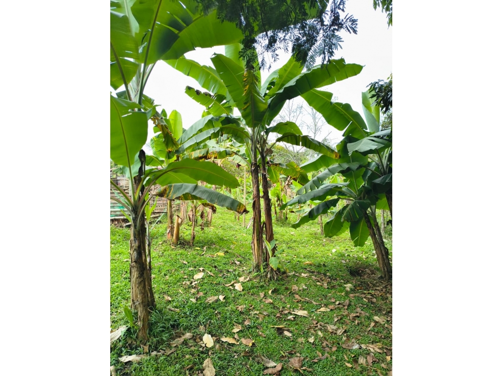 VENTA DE FINCA EN VIA MANANTIAL, CARBONERO ALTO - 152 - 6