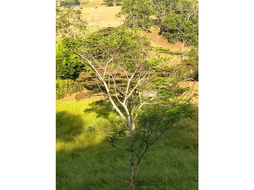 SE VENDE LOTE EN SAN PEDRO, SANTANDER DE Q - C 73 — foto 4
