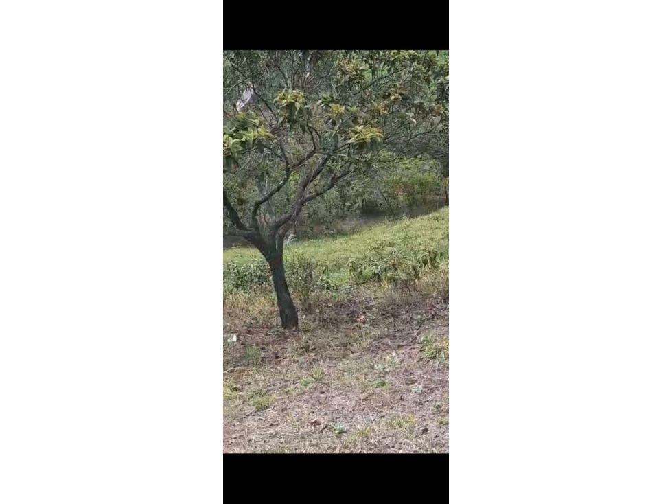 VENTA DE FINCA EN QUITA PEREZA DE 7 HECTAREAS - 180 - 6