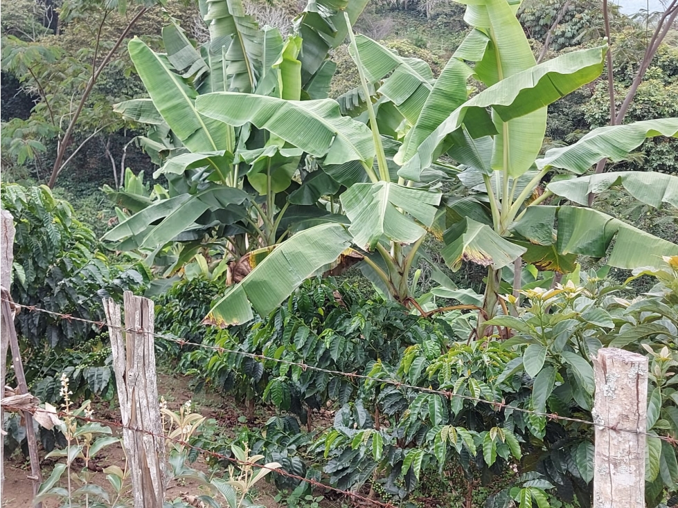 SE VENDE FINCADE 10 HECTAREAS EN MONDOMO VEREDA 3 QUEBRADAS - 172 - 6