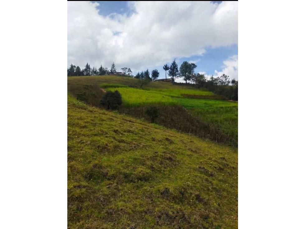 GANGA: VENTA DE FINCA DE 2.5 HECTAREAS EN PIENDAMO - 165 - 2