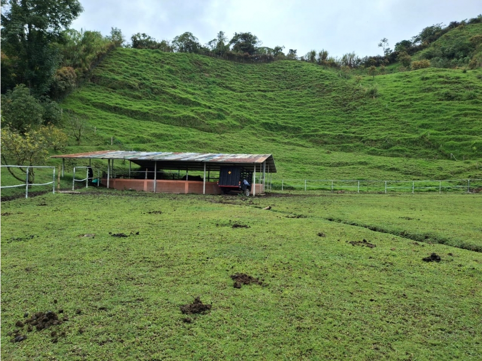 VENDO FINCA EN PEREIRA, LA FLORIDA, USO PRODUCCION DE LECHE — foto 2