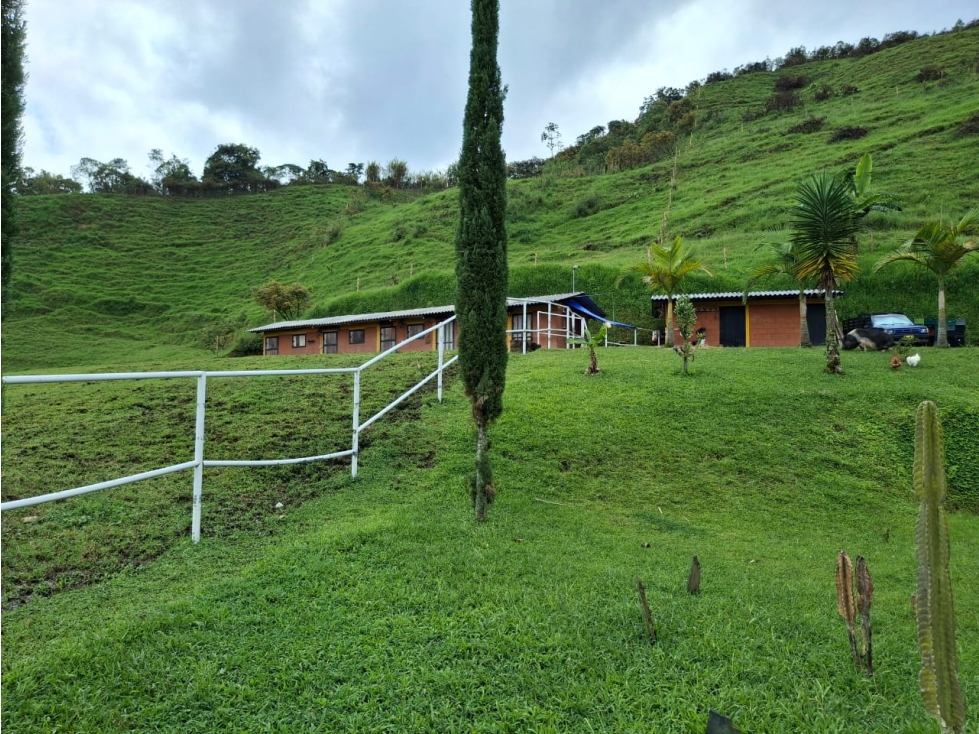 VENDO FINCA EN PEREIRA, LA FLORIDA, USO PRODUCCION DE LECHE — foto 3