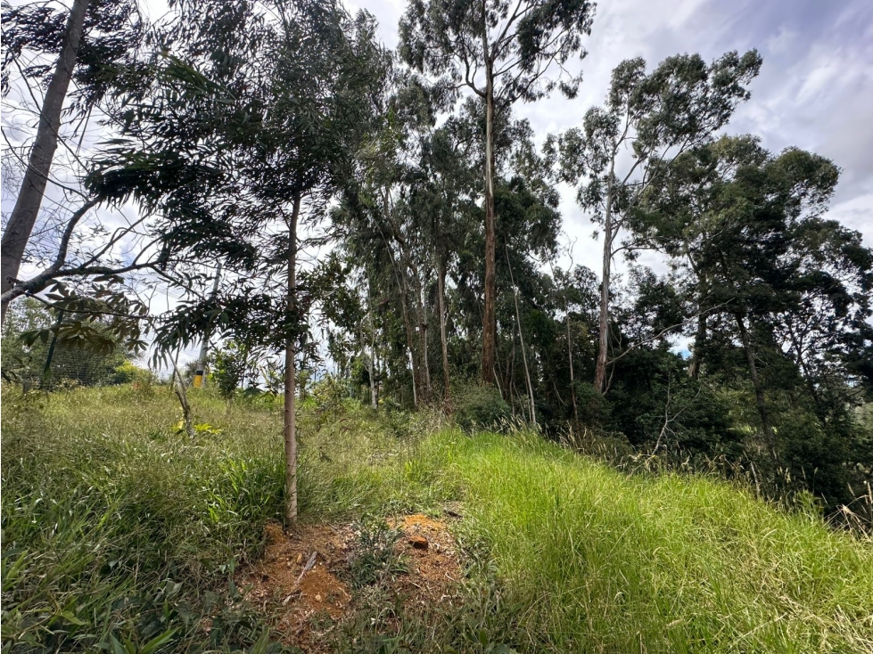 SE VENDE LOTE CAMPESTRE EN EL ALTO DE LAS PALMAS. — foto 3