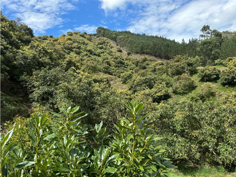 VENDO AMPLIO TERRENO AGROINDUSTRIAL PRODUCTIVO EN GUARNE — foto 6