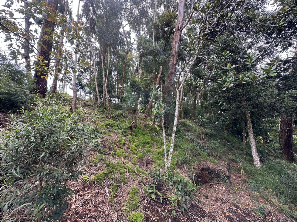 SE VENDE LOTE CAMPESTRE EN EL ALTO DE LAS PALMAS. — foto 6